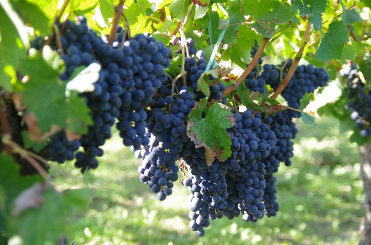 Clos De Bertinat Saint-Sulpice-de-Faleyrens Extérieur photo