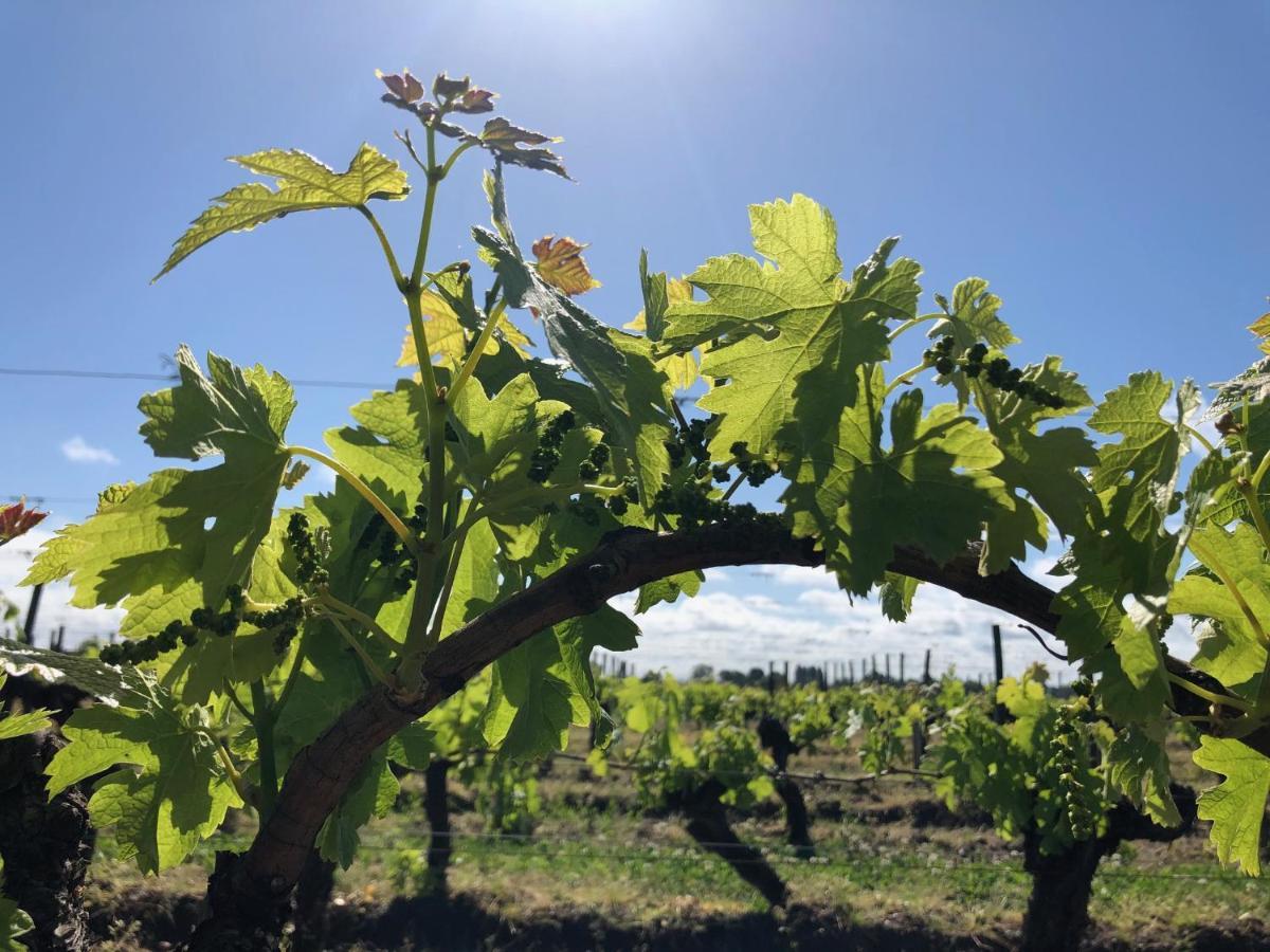Clos De Bertinat Saint-Sulpice-de-Faleyrens Extérieur photo