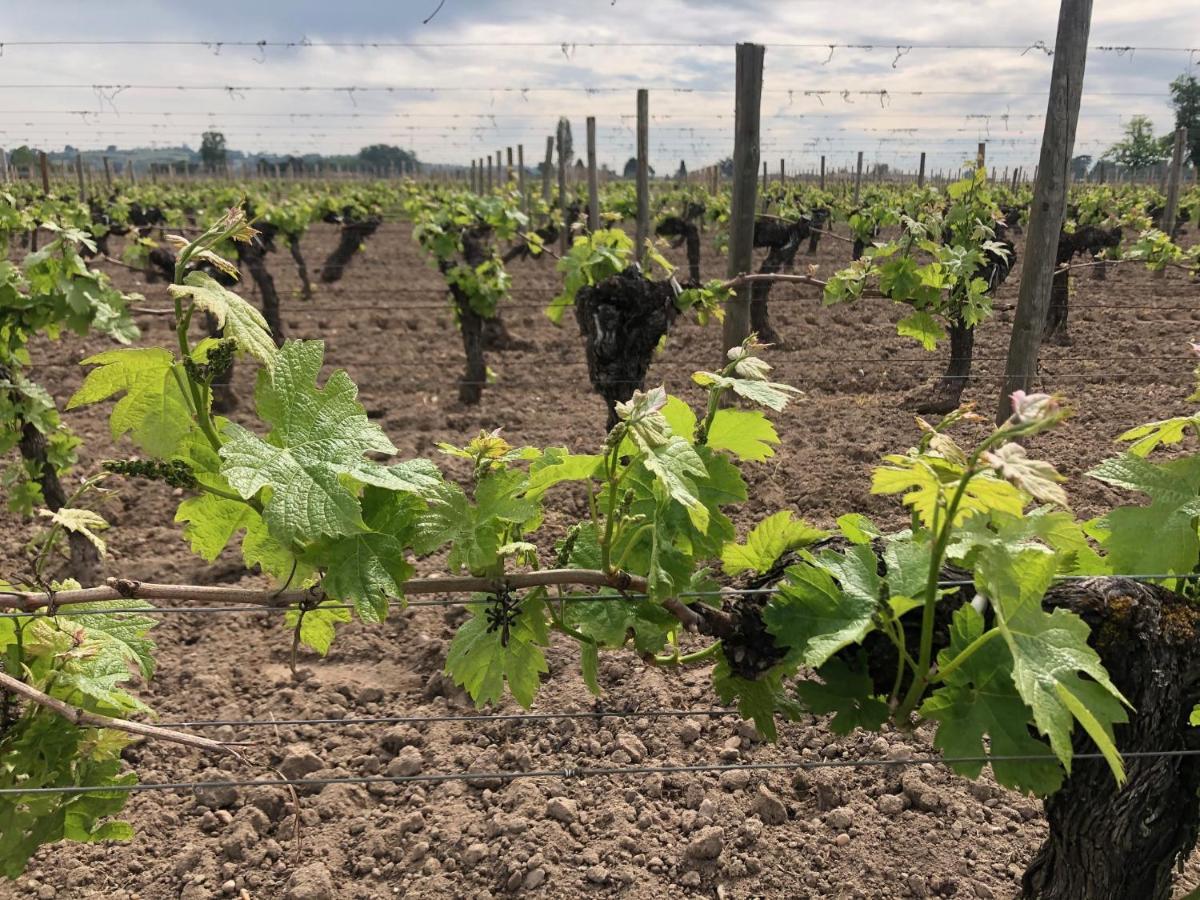 Clos De Bertinat Saint-Sulpice-de-Faleyrens Extérieur photo
